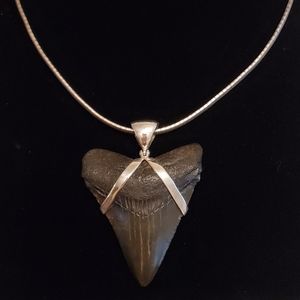 Fossilized Tooth Pendant Necklace